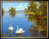 Buy Swans on the Lake at AllPosters.com
