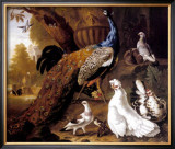 Buy Bird of Paradise at AllPosters.com