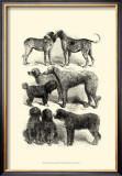 Buy International Show Dogs I, c.1863 at AllPosters.com