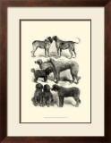 Buy International Show Dogs I, c.1863 at AllPosters.com