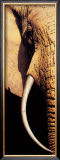 Buy Tusk at AllPosters.com