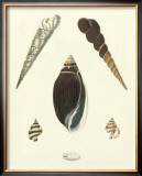 Buy Knorr Shells VI at AllPosters.com