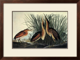 Least Bittern