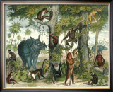 African Animals I