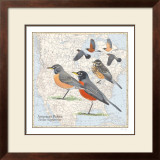 American Robin