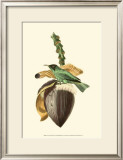 Buy Exotic Birds VIII at AllPosters.com