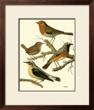 Buy Domestic Bird Family III at AllPosters.com