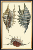 Classic Shells III