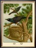 Purple Grackle