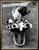 Tich and Pups Getting Around