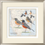 American Robin