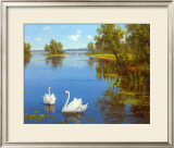 Buy Swans on the Lake at AllPosters.com