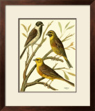 Buy Domestic Bird Family I at AllPosters.com