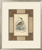 Marshland Bittern