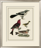 Buy Bird Family II at AllPosters.com