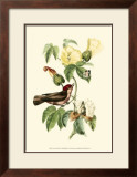 Buy Exotic Birds I at AllPosters.com