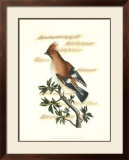 Buy Traditional Shaw Bird II at AllPosters.com