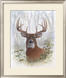 Deer Buck Portrait