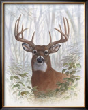 Deer Buck Portrait
