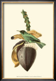 Buy Exotic Birds VIII at AllPosters.com