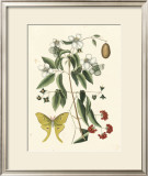 Buy Butterfly and Botanical III at AllPosters.com