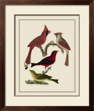Buy Bird Family IV at AllPosters.com