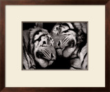 Sleeping Tigers