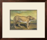 Buy Cheetah at AllPosters.com