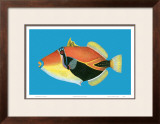 Buy Humuhumu Engraving at AllPosters.com