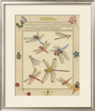 Dragonfly Manuscript IV