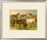 Buy Horse Breeds I at AllPosters.com