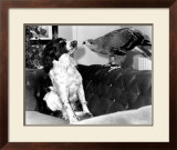 Jagger and His Friend Bow