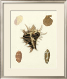 Buy Knorr Shells II at AllPosters.com