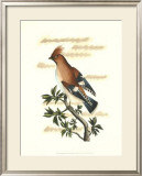 Buy Traditional Shaw Bird II at AllPosters.com