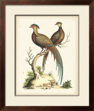 Regal Pheasants II