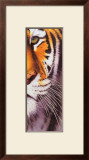Buy Tiger Eye at AllPosters.com