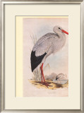White Stork
