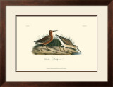 Curlew Sandpiper
