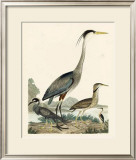 Buy Heron Family I at AllPosters.com