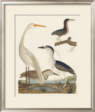 Buy Heron Family II at AllPosters.com