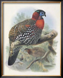 Buy Native Pheasant I at AllPosters.com