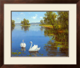 Buy Swans on the Lake at AllPosters.com