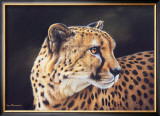 Buy Cheetah at AllPosters.com