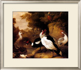 Buy Wild Ducks at AllPosters.com