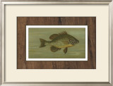 Buy Common Sunfish at AllPosters.com