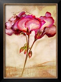 Buy Zonal Pelargonie at AllPosters.com