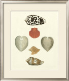 Buy Knorr Shells III at AllPosters.com