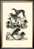 Buy International Show Dogs II, c.1863 at AllPosters.com