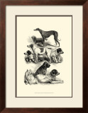 Buy International Show Dogs II, c.1863 at AllPosters.com