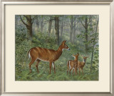 Deer Family I